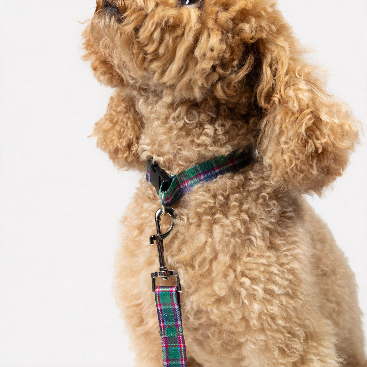 Caledonian Sleeper Tartan Dog Lead and Collar