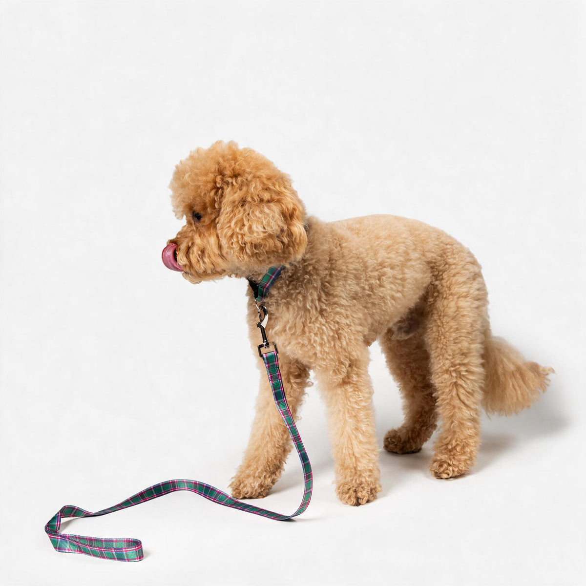 Caledonian Sleeper Tartan Dog Lead and Collar