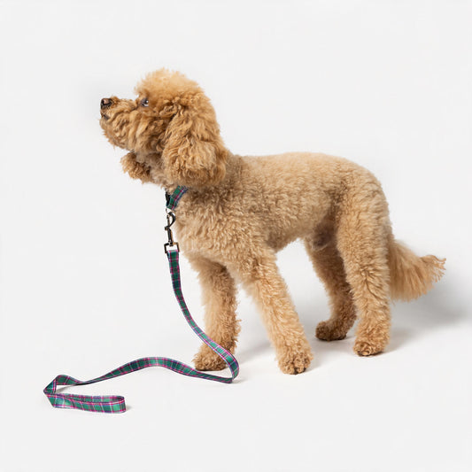 Caledonian Sleeper Tartan Dog Lead and Collar